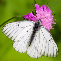 Aporia crataegi